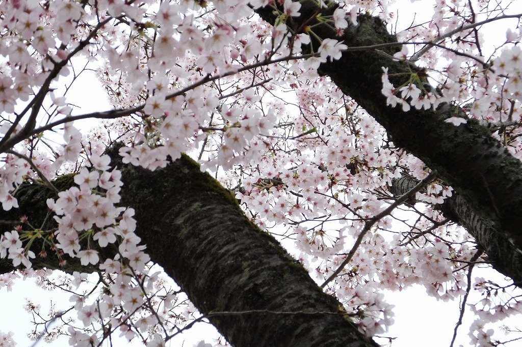 桜、満開なんだけれど～、雨でした。_b0236251_10462977.jpg