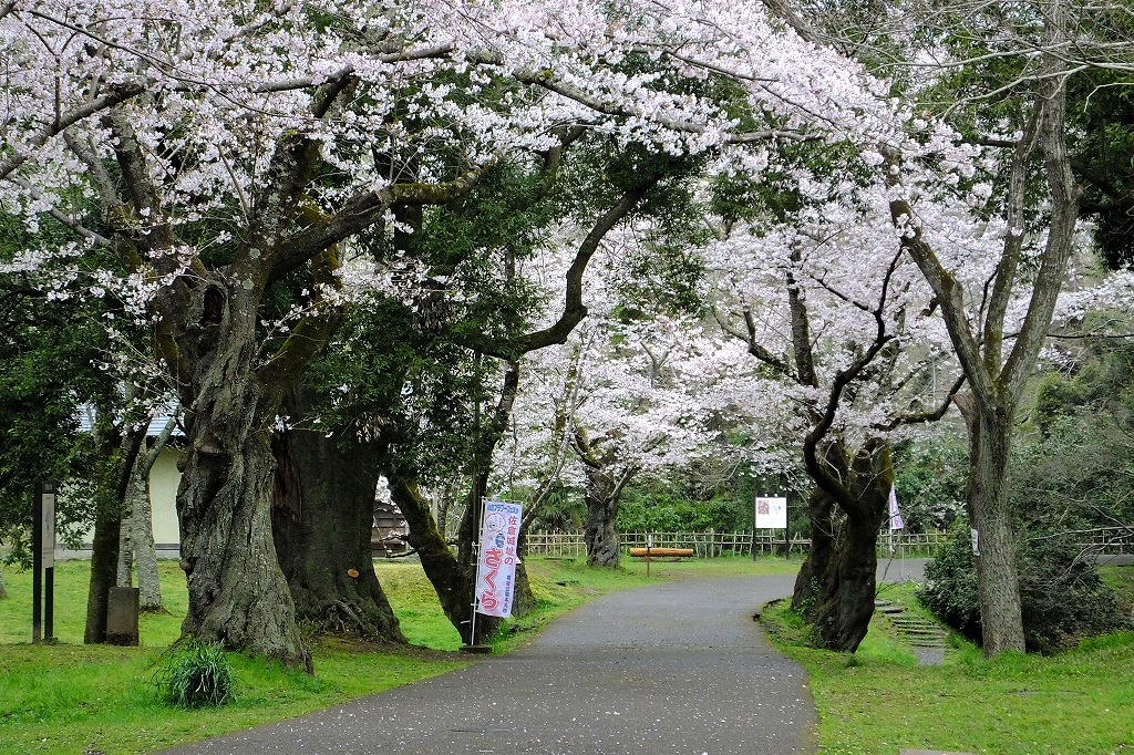 桜、満開なんだけれど～、雨でした。_b0236251_10562780.jpg