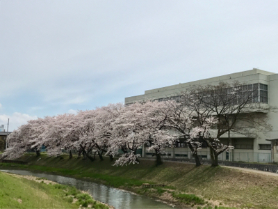 桜巡り_e0296552_13165612.jpg