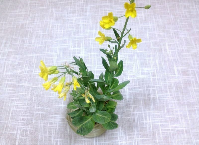 ☆アロエホット・きょうはみどりいろ☆_c0092953_6424918.jpg