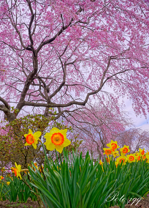 栃木の桜　その1・・・_f0169053_22003502.jpg