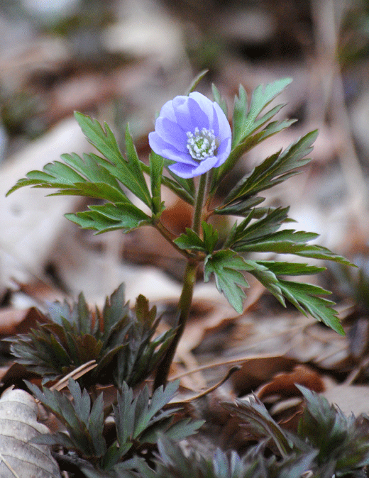 a0001354_23154731.gif