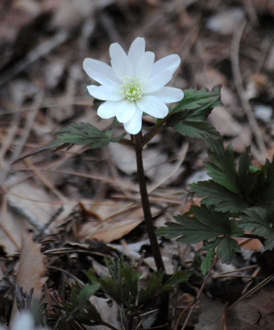 a0001354_23161725.gif
