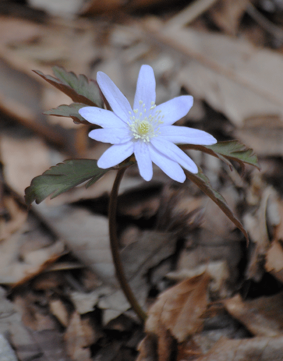 a0001354_23164906.gif
