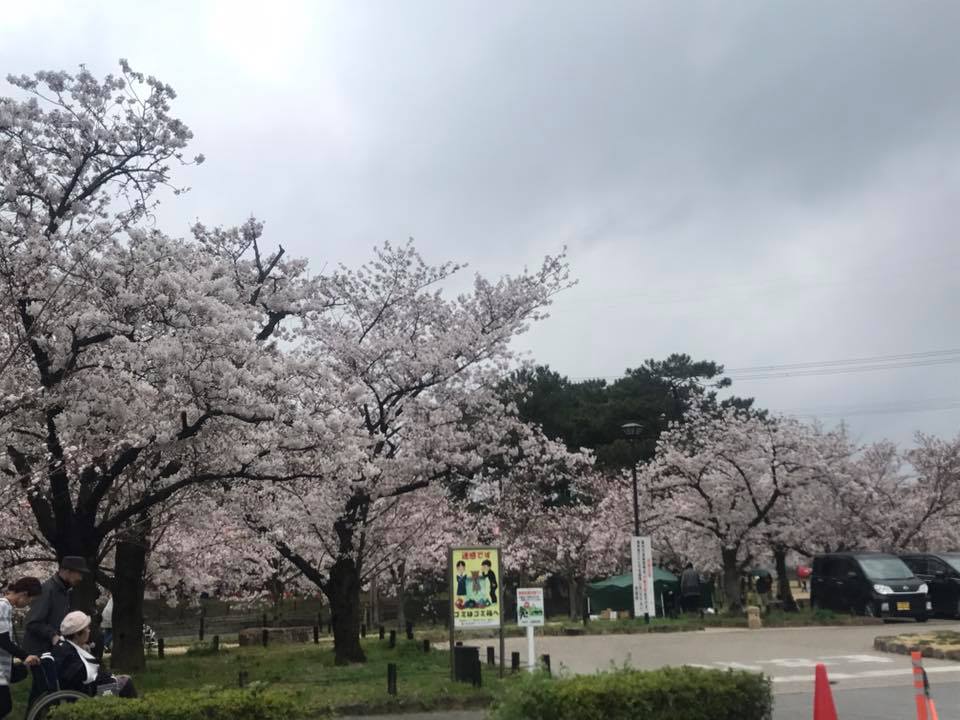 「亀城公園 桜まつり」_f0109257_22212362.jpg