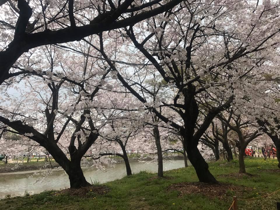 「亀城公園 桜まつり」_f0109257_22214584.jpg