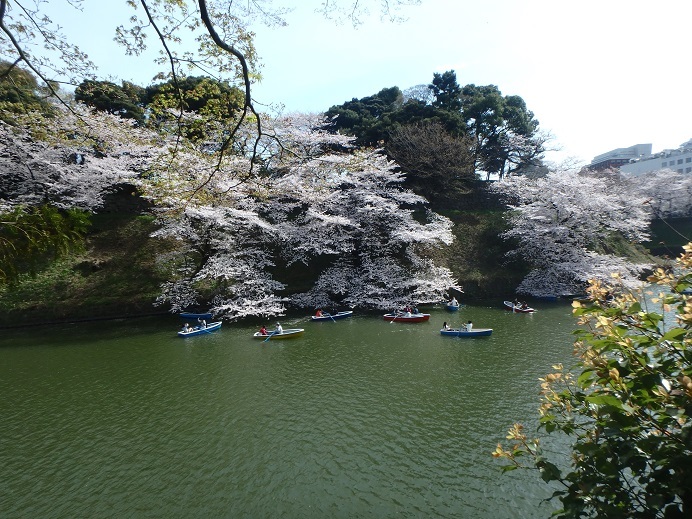 \'17 桜さくら　　東京_b0276758_16272692.jpg