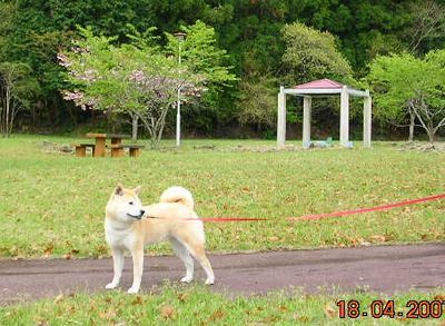 ’17,4,7(金)勝浦の2004年~2011年の春!_f0060461_08485642.jpg