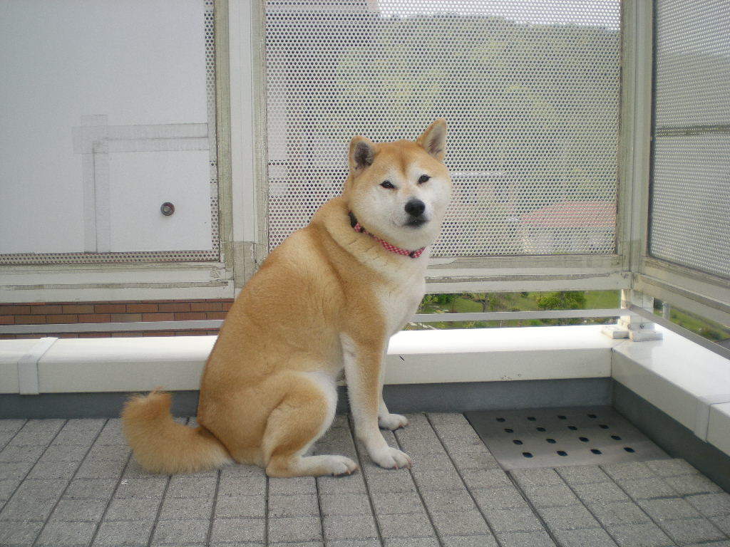’17,4,7(金)勝浦の2004年~2011年の春!_f0060461_12121710.jpg