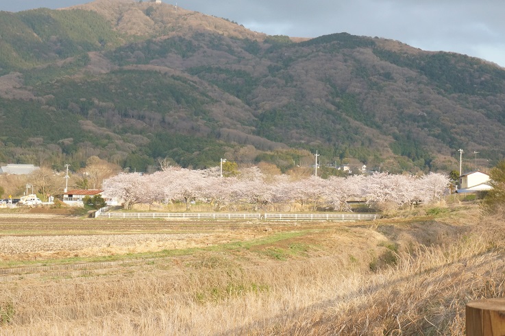 北条大池のさくら　開花情報　第四弾！_b0124462_17505112.jpg