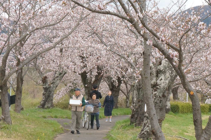 北条大池のさくら　開花情報　第四弾！_b0124462_17512488.jpg