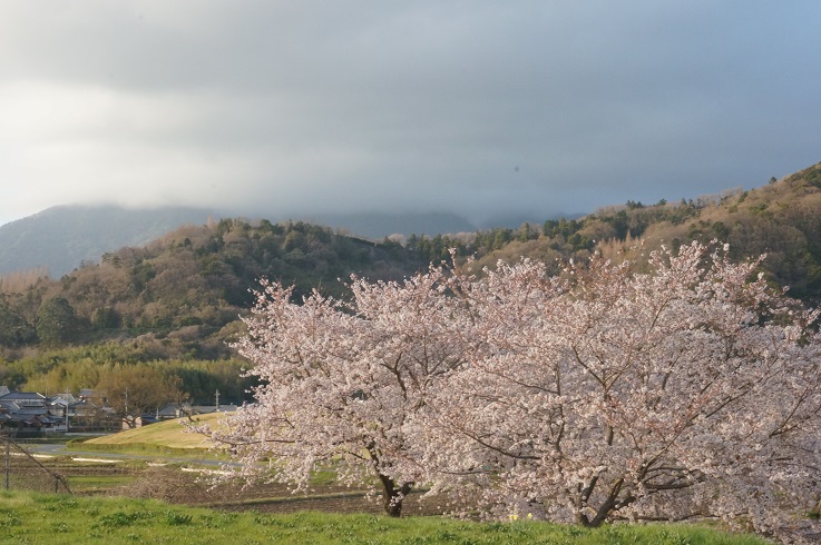 北条大池のさくら　開花情報　第四弾！_b0124462_1752431.jpg