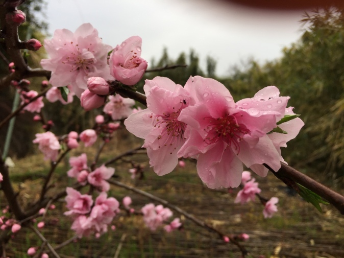 桃の花は美しい_f0093563_08062796.jpg