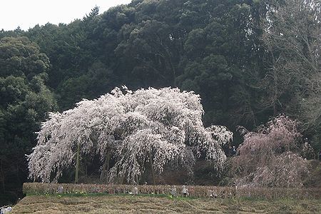 桜雨_b0094265_16313345.jpg