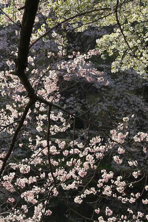 三ッ池公園（４月５日）_c0057265_03161106.jpg