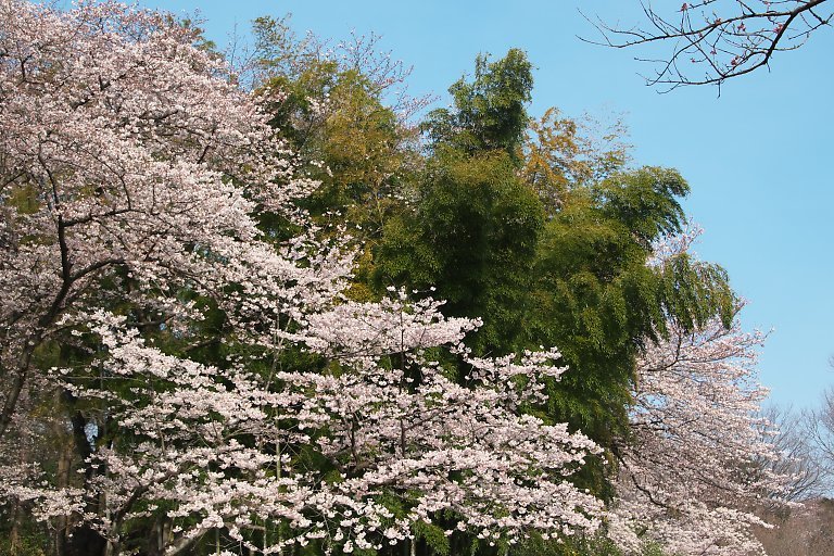 三ッ池公園（４月５日）_c0057265_03172020.jpg