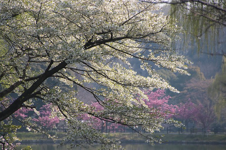 三ッ池公園（４月５日）_c0057265_03181371.jpg