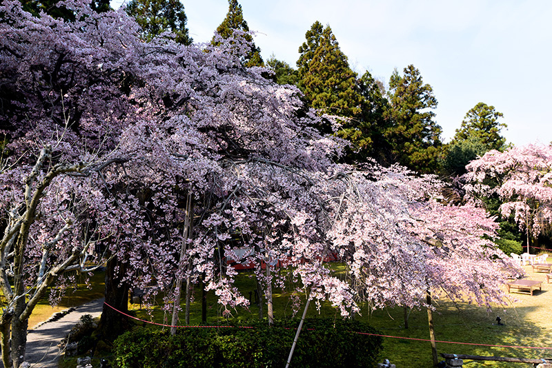 醍醐寺　三宝院の枝垂れ桜_c0317868_17161354.jpg