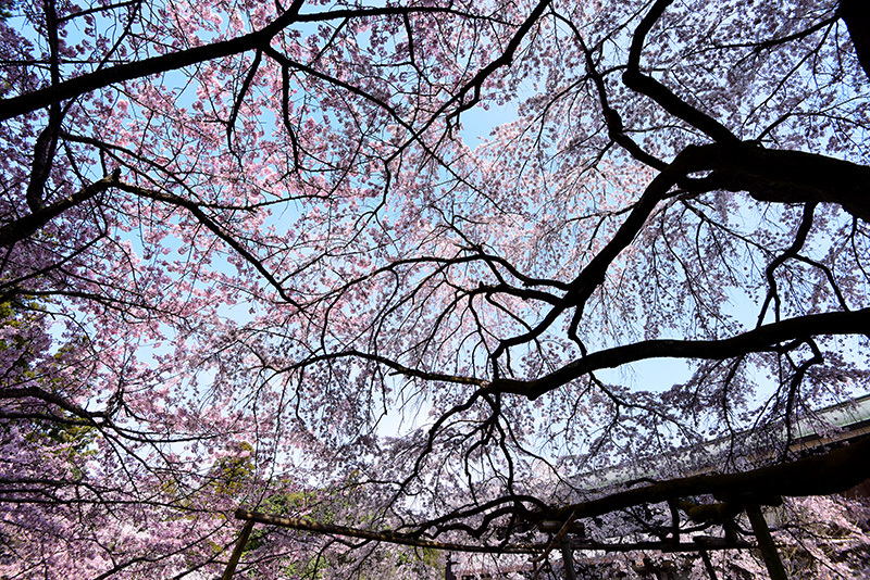 醍醐寺　三宝院の枝垂れ桜_c0317868_17163731.jpg