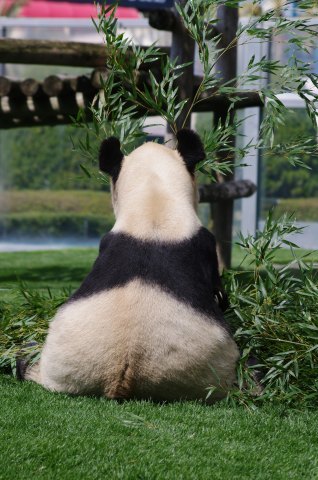 南紀白浜へ子パンダ「結浜」に会いに行くの旅 ～ 5/7、いろんな動物_e0045768_22232586.jpg