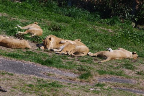 南紀白浜へ子パンダ「結浜」に会いに行くの旅 ～ 5/7、いろんな動物_e0045768_22442827.jpg