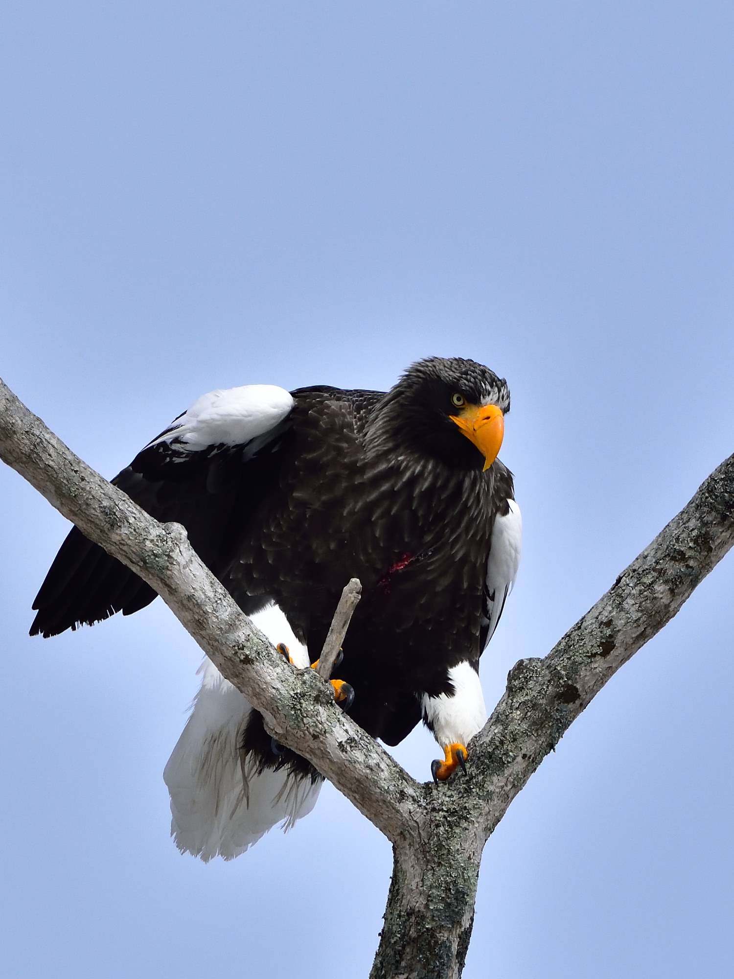 オオワシ（大鷲）/Steller\'s sea eagle_f0365975_00360534.jpg