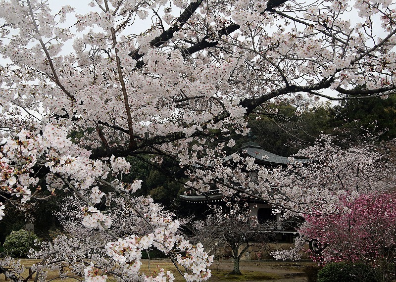 勧修寺　雨でした_a0105680_20150383.jpg