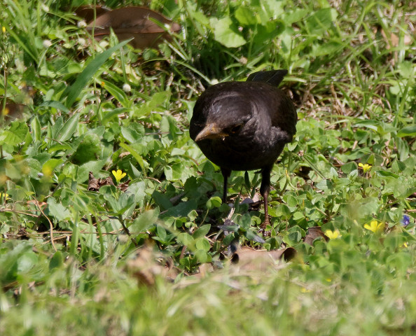 珍鳥　クロウタドリ　　石垣島の野鳥たち－１_b0227680_23171120.jpg