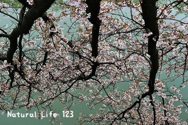 姫路城の桜　　　　　（４月７日）_d0077681_22033197.jpg