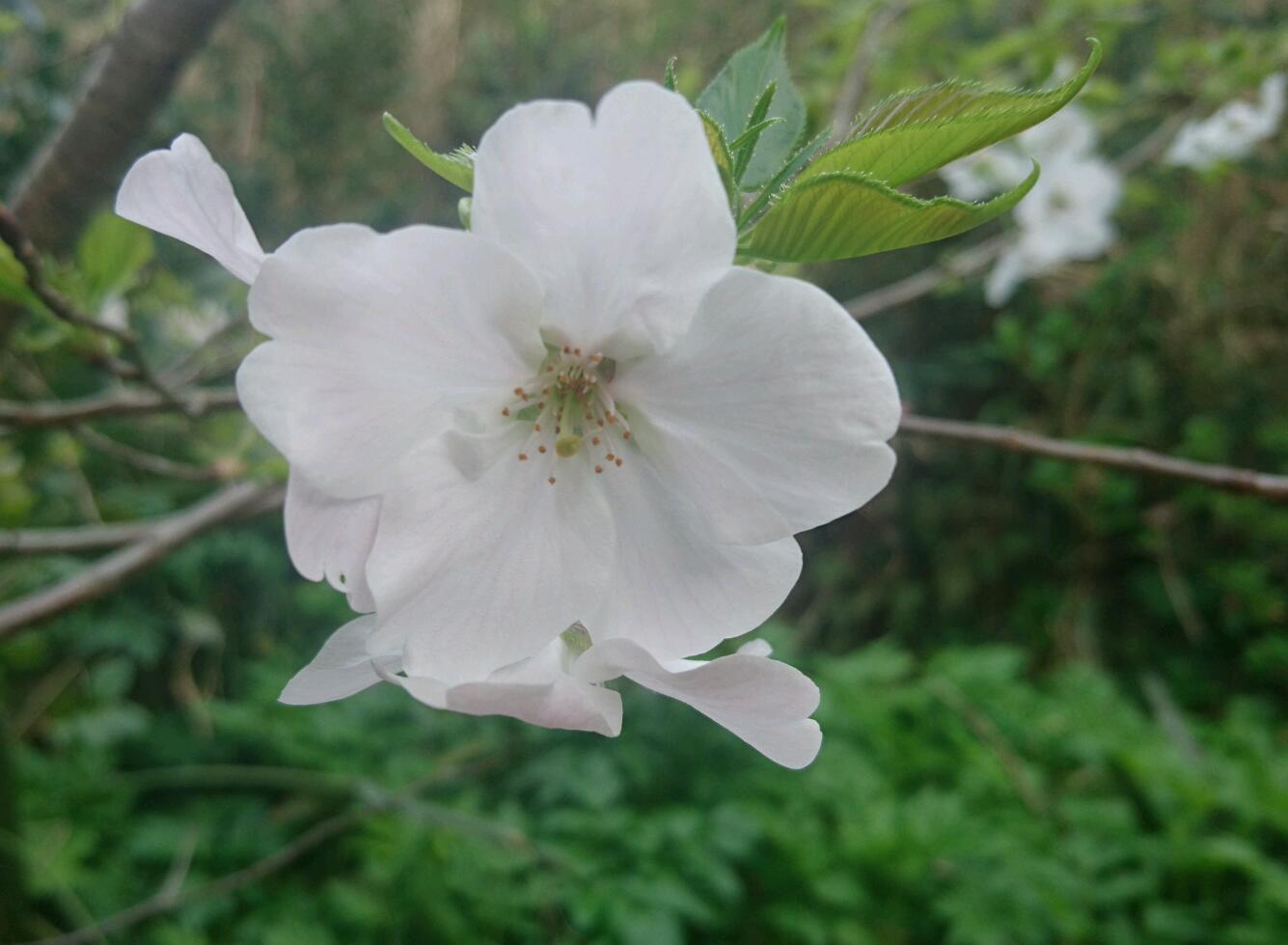 我が家の桜も！_c0204385_12390638.jpg