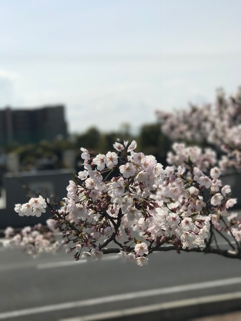 桜の季節です_b0263390_12355452.jpg