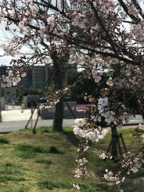 桜の季節です_b0263390_12361977.jpg