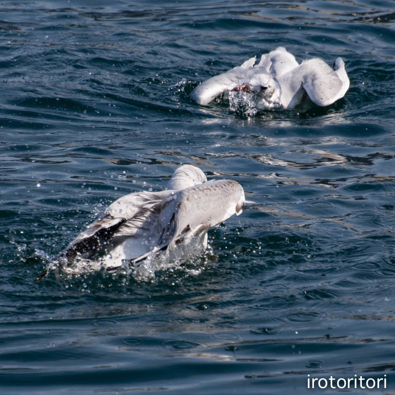 水浴び〜！！　（ユリカモメ）　　2017/04/06_d0146592_00113919.jpg