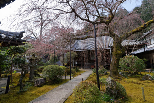 専称寺の桜～一分咲き_e0366896_22450706.jpg