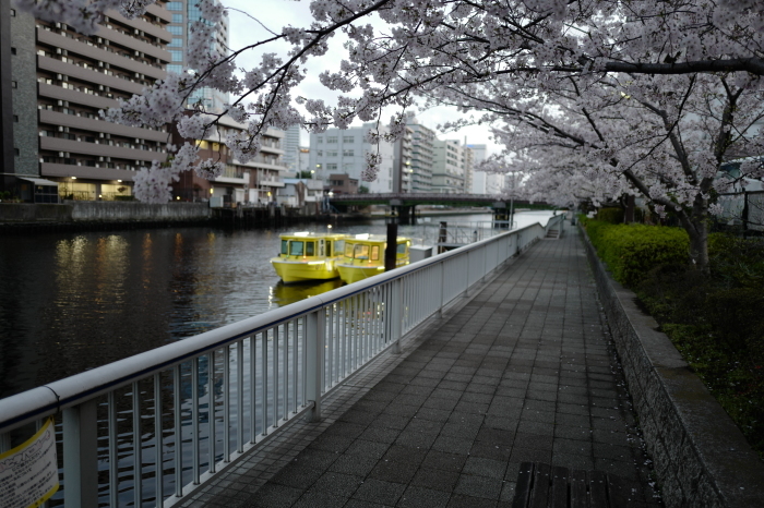 さくら  芝浦運河_f0316201_10314573.jpg