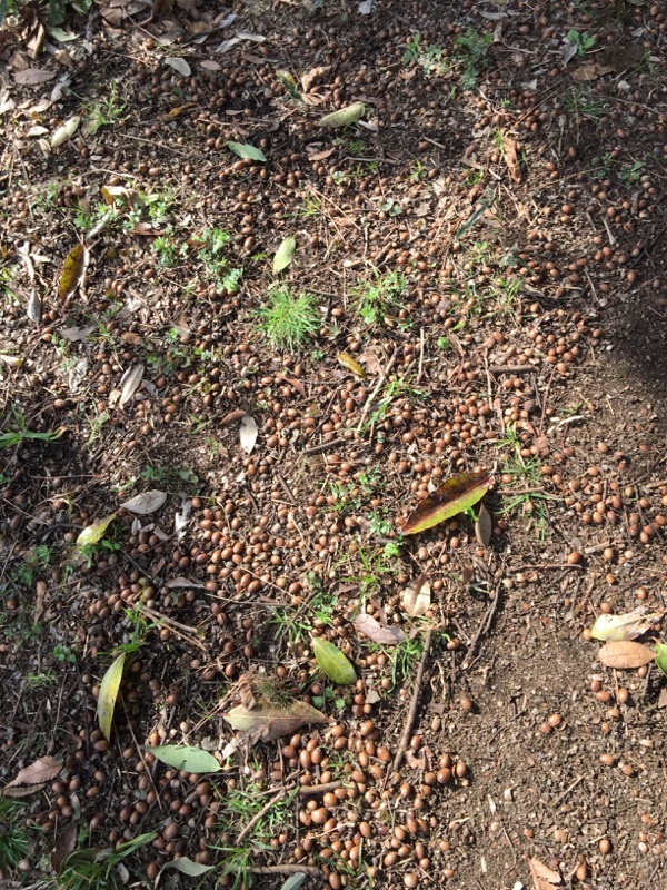 b0177103_20132308.jpg