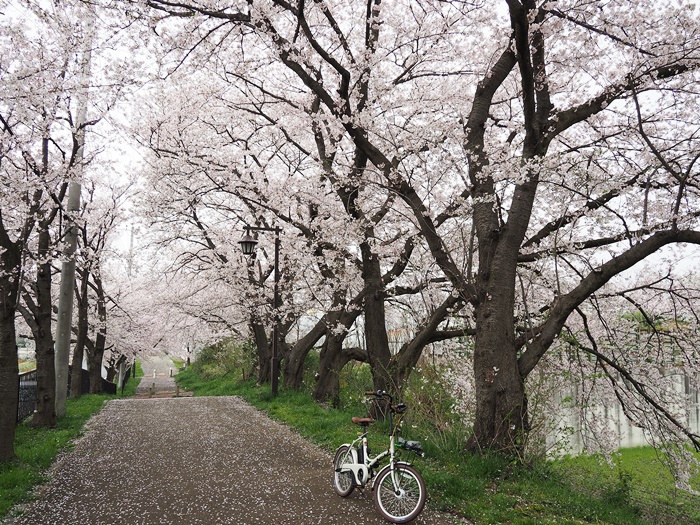 曇天の中、自転車花見_c0187503_1654246.jpg