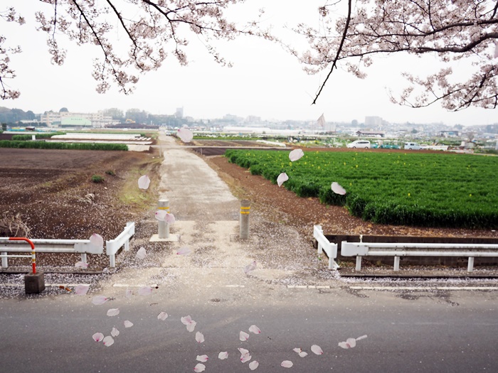 曇天の中、自転車花見_c0187503_16595612.jpg