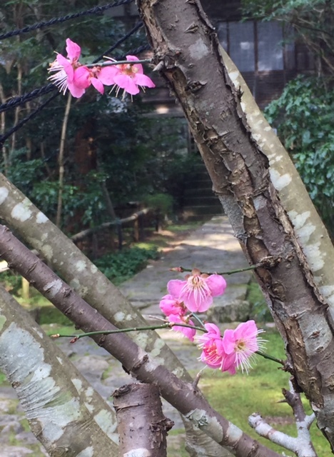 禅寺 龍潭寺は井伊家の菩提寺。<湖東シリーズ4>_f0352403_16095394.jpg