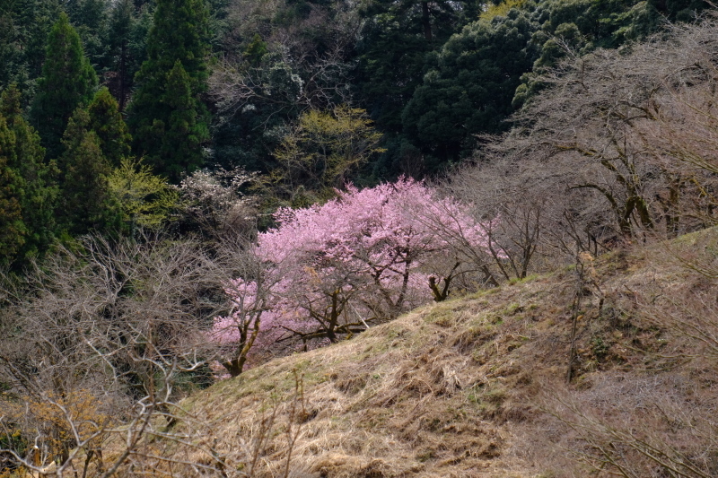 多摩森林科学園に四月六日_a0340608_13084052.jpg