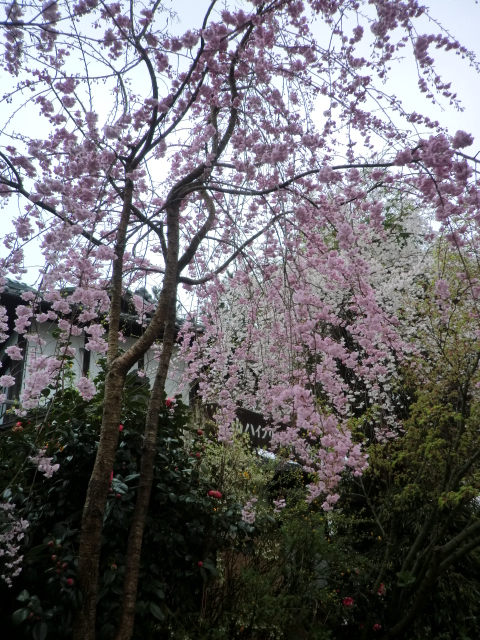 桜、椿・・・見頃です。_f0173908_14312762.jpg