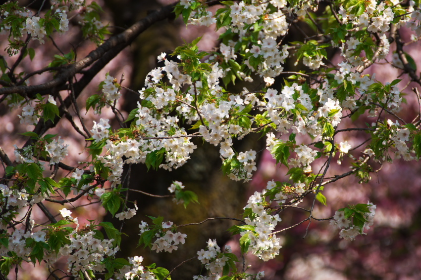 新宿御苑の桜3_a0263109_16531683.jpg