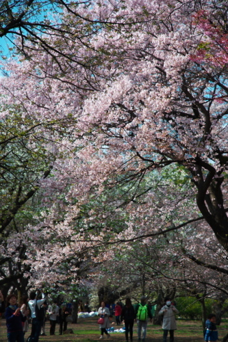 新宿御苑の桜3_a0263109_16541945.jpg