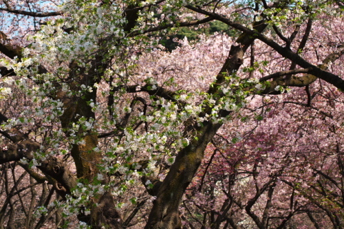 新宿御苑の桜3_a0263109_16542035.jpg