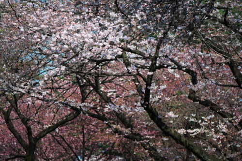 新宿御苑の桜3_a0263109_16542292.jpg