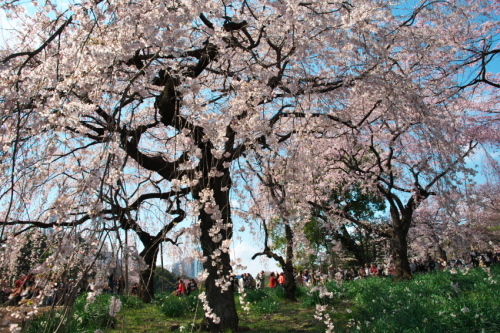 新宿御苑の桜3_a0263109_16551990.jpg