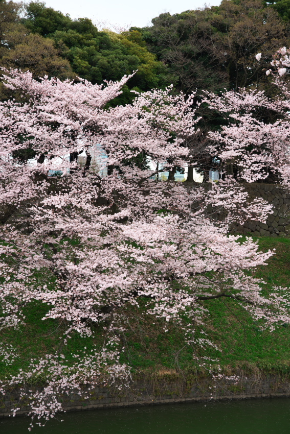 千鳥ヶ淵の桜2_a0263109_17233204.jpg