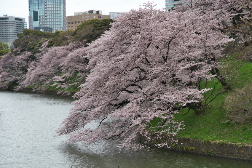 千鳥ヶ淵の桜2_a0263109_17243134.jpg