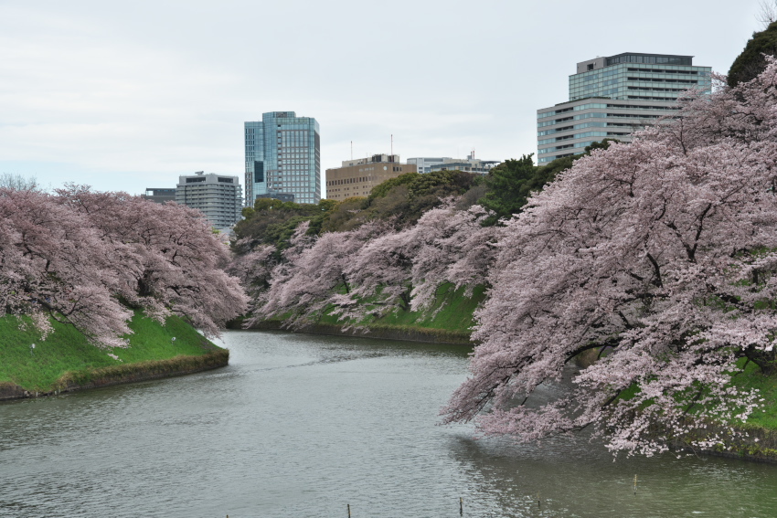 千鳥ヶ淵の桜2_a0263109_17243353.jpg