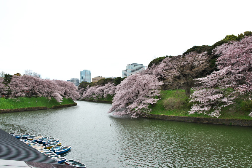 千鳥ヶ淵の桜2_a0263109_17243434.jpg